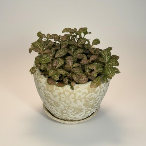 Özel Saksılı Fittonia